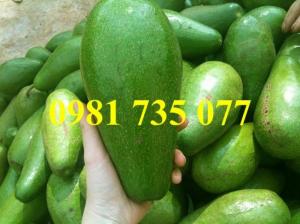 Cung cấp cây giống bơ sáp, cây bơ sáp, bơ sáp , cây bơ, bơ