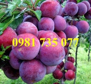 Cung cấp cây giống mận tam hoa, mận tam hoa, cây mận, cây mận tam hoa