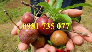 Cung cấp cây giống mận tam hoa, mận tam hoa, cây mận, cây mận tam hoa
