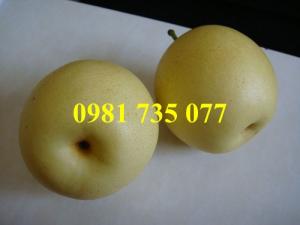 Cung cấp cây giống lê vàng Đài Loan, lê vàng Đài Loan, cây lê vàng Đài Loan, lê vàng