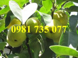 Cung cấp cây giống lê vàng Đài Loan, lê vàng Đài Loan, cây lê vàng Đài Loan, lê vàng