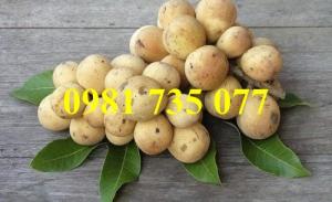 Cung cấp cây giống bòn bon Thái, bòn bon Thái, cây bòn bon