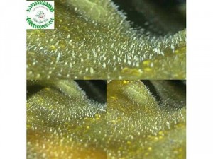 Collagen lột mụn lyly hoa sơn trà