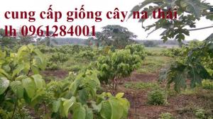 Cung cấp các loại giống cây na cho nhà vườn