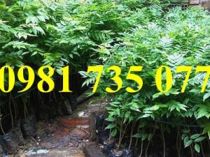 Cung cấp giống cây sưa đỏ, cây sưa đỏ, sưa đỏ,thông tin cây sưa đỏ