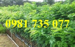 Cung cấp giống cây sưa đỏ, cây sưa đỏ, sưa đỏ,thông tin cây sưa đỏ