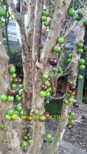 Nhà vườn giới thiệu hình ảnh thiết thực cây nho thân gỗ ra trái độc lạ