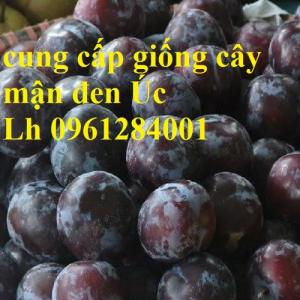 Bán giống cây mận đen Úc, cây mận đen, cây giống nhập khẩu