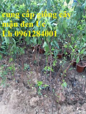 Bán giống cây mận đen Úc, cây mận đen, cây giống nhập khẩu