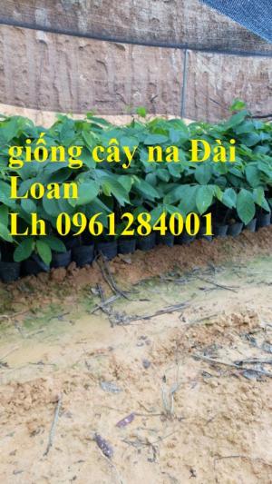 Mua cây giống na Đài Loan ở đâu chuẩn giống, uy tín?
