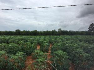 Mở bán sản phẩm đất nền Goldland Phước Bình, Long Thành, Đồng Nai.