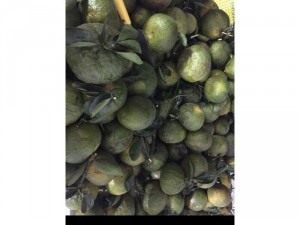 Cam miền Tây