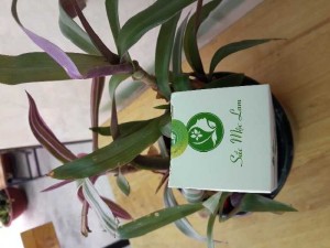 Trị mụn sắc mộc lam