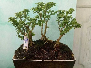 Bon sai rừnng nguyên sinh