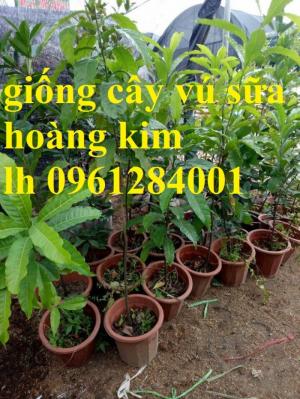 Vú sữa vàng Đài Loan, vú sữa hoàn kim, cây giống nhập khẩu chất lượng cao