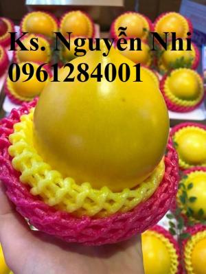 Vú sữa vàng Đài Loan, vú sữa hoàn kim, cây giống nhập khẩu chất lượng cao