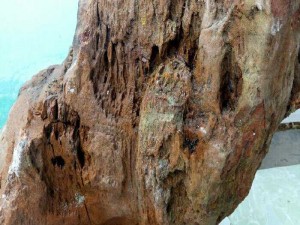 Gỗ hoá thạch. dáng đẹp lạ