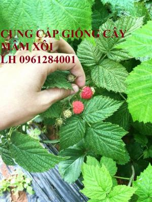 Bán cây giống mâm xôi, đùm đũm, phúc bồn tử