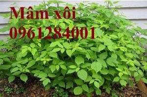 Bán cây giống mâm xôi, đùm đũm, phúc bồn tử