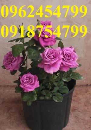 Bán giống hoa hồng, hồng ngoại nhập khẩu, hồng siêu nụ, hồng teza, giao hàng toàn quốc.
