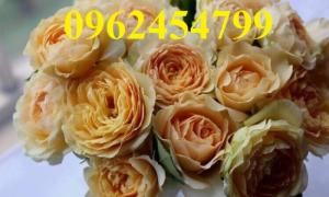 Bán giống hoa hồng, hồng ngoại nhập khẩu, hồng siêu nụ, hồng teza, giao hàng toàn quốc.