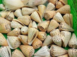 Chuyên cung cấp vỏ ốc số lượng lớn
