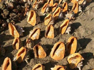 Chuyên cung cấp vỏ ốc số lượng lớn