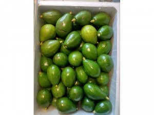 Bơ K'bang giá sỉ