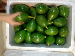 Bơ K'bang giá sỉ