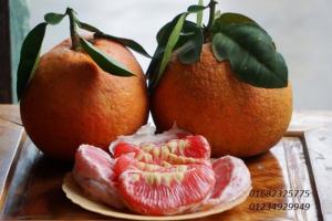 trái bưởi đỏ luận văn