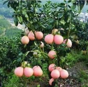 cây bưởi đỏ luận văn trưởng thành