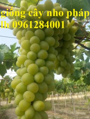 Cung cấp giống cây nho Pháp, nho Pháp lùn F1, Nho Lùn Pháp F1 Cao Sản Siêu Năng Suất, Siêu Lùn Trồng Cảnh Lúc Lỉu Quả