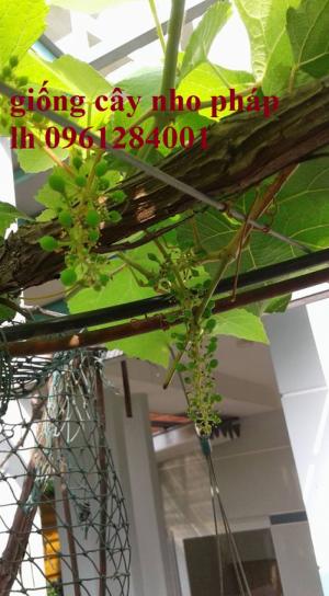 Cung cấp giống cây nho Pháp, nho Pháp lùn F1, Nho Lùn Pháp F1 Cao Sản Siêu Năng Suất, Siêu Lùn Trồng Cảnh Lúc Lỉu Quả