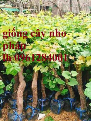 Cung cấp giống cây nho Pháp, nho Pháp lùn F1, Nho Lùn Pháp F1 Cao Sản Siêu Năng Suất, Siêu Lùn Trồng Cảnh Lúc Lỉu Quả