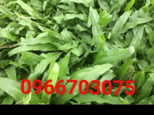 Cỏ đậu phộng