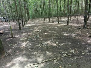 Bán 26 Ha Đất Cao Su Tân Lợi Đồng Phú Bình Phuoc
