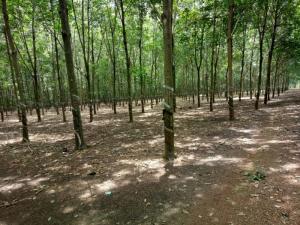 Bán 26 Ha Đất Cao Su Tân Lợi Đồng Phú Bình Phuoc