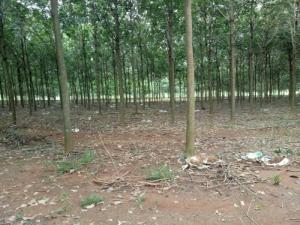 Bán Đất Cao Su Tân Hưng Đồng Phú Bình Phước