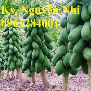Cung cấp cây giống, hạt giống đu đủ lùn cao sản Thái Lan, đu đủ lùn F1