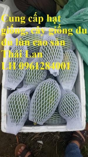 Cung cấp cây giống, hạt giống đu đủ lùn cao sản Thái Lan, đu đủ lùn F1