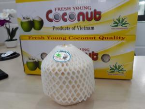 Cung cấp dừa tươi