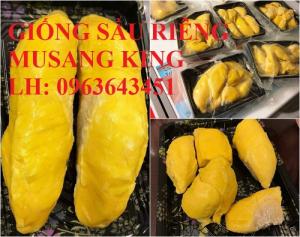 Cung cấp cây giống sầu riêng Musang King nhập khẩu Malaysia, cây giống sầu riêng cơm vàng hạt lép