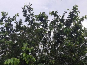 Cây mai trên 30 năm tuổi