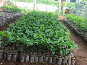 cây giống sachi
01682325775