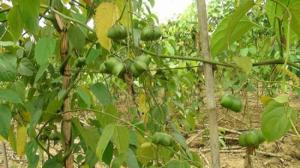 cây giống sachi ra quả
01682325775