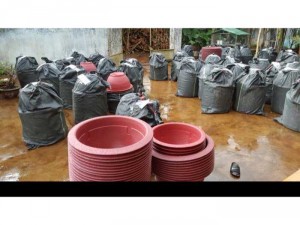 Chuyên sỉ và lẻ chậu nhựa trồng hoa
