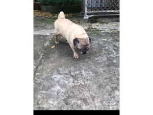 chó bug mặt nhăn trưởng thành