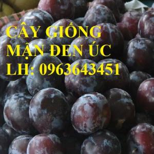 Cung cấp cây giống mận đen Úc, cây giống mận quả đen nhập khẩu, cây giống mận Úc quả đen uy tín