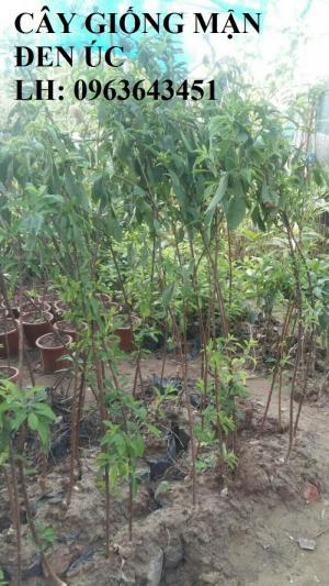 Cung cấp cây giống mận đen Úc, cây giống mận quả đen nhập khẩu, cây giống mận Úc quả đen uy tín
