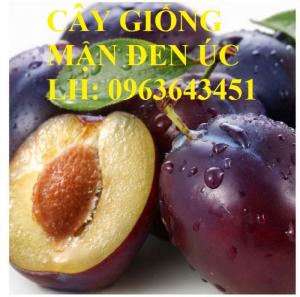 Cung cấp cây giống mận đen Úc, cây giống mận quả đen nhập khẩu, cây giống mận Úc quả đen uy tín